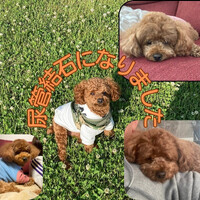 画像519